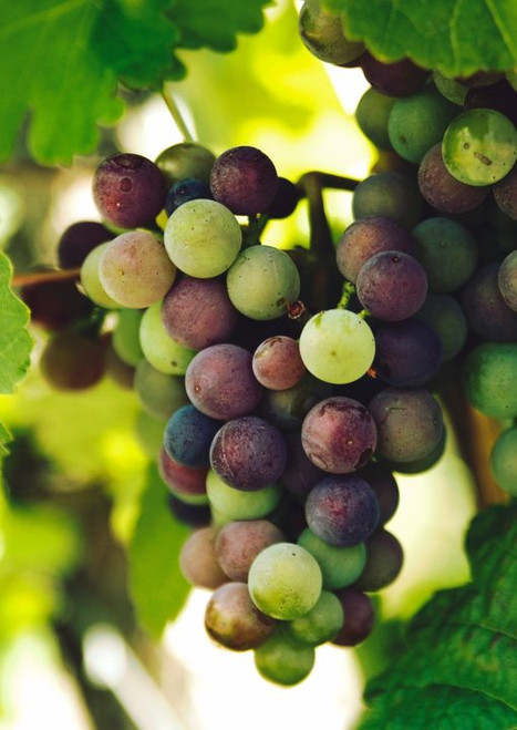 Grape Pixie Cabernet Franc 1 Gallon Grape Pixie Cabernet Franc 1 Gallon