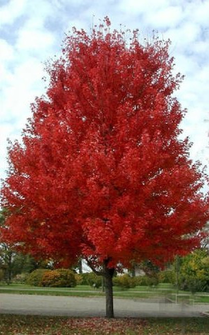 Maple Summer Red #30