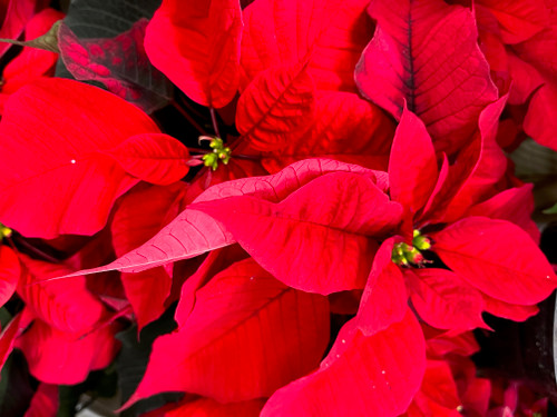 POINSETTIA 6.5 INCH - RED