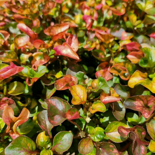 POND PLANT RASPBERRY SWIRL