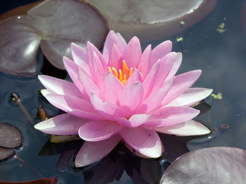 WATER LILY MADAME WIFRON GONNERE