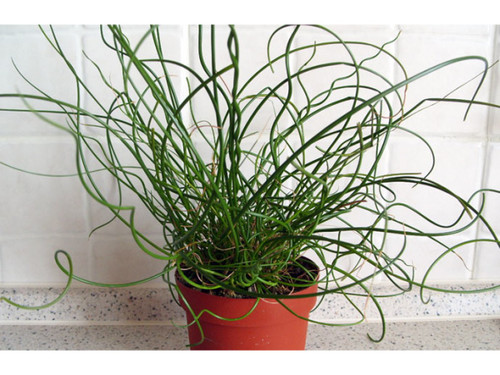 JUNCUS SPIRAL POND PLANT
