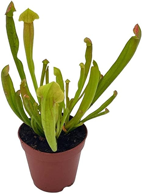 SARRACENIA FARNHAMI POND PLANT