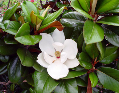 Magnolia 'Teddy Bear® #15
