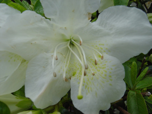 Azalea 'Pleasant White' #3