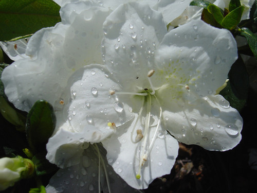 Azalea 'Delaware White' #3