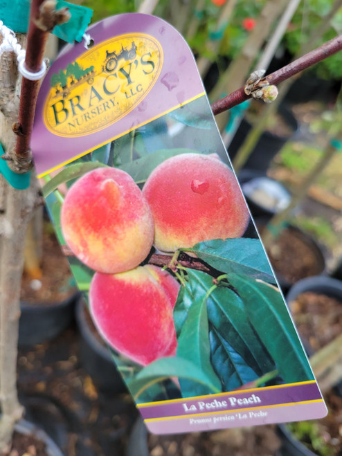 Peach LA PECHE #5 - Cofer’s Home & Garden