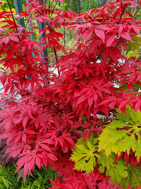 Japanese Maple 'Skeeters Broom'  #2