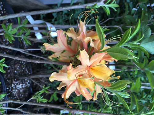 Azalea native 'Dancing Rabbit' #3