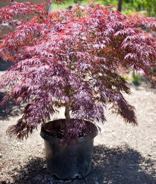 Japanese Maple 'Orangeola' #2