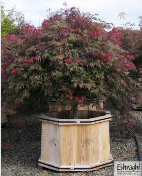 maple 笑主70点 Japanese Maple 'Lions Head' #15 - Cofer's Home & Garden