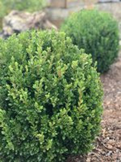 Boxwood Baby Gem™ #7