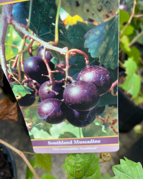 Muscadine  SOUTHLAND #2