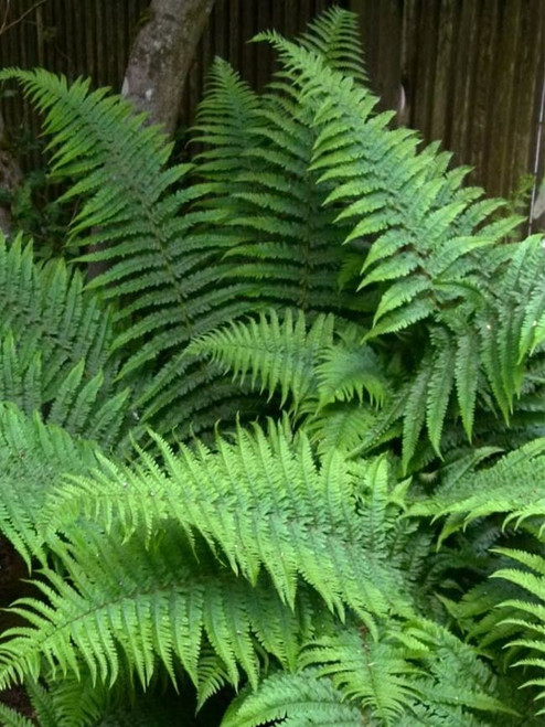 Fern ROBUST MALE  #1