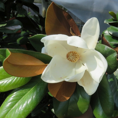 Magnolia 'Teddy Bear® 5 Cofer's Home & Garden