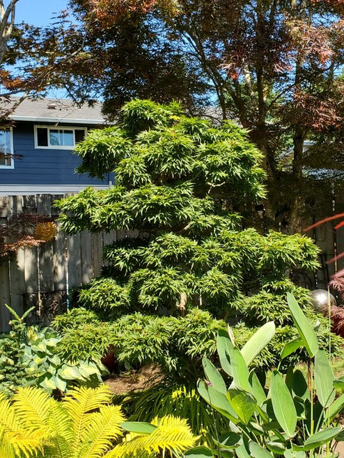 Japanese maple' Mikawa yatsubusa'