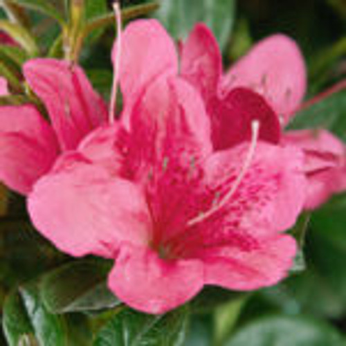 Encore® Azalea Autumn Cheer™ #1