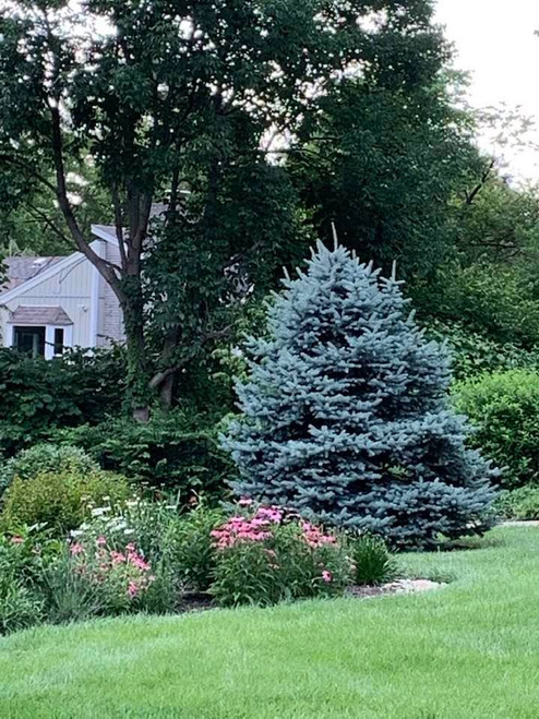 BLUE SPRUCE 3-4FT