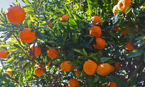 Satsuma fruits on tree