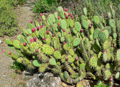 CACTUS PRICKLY PEAR  #4