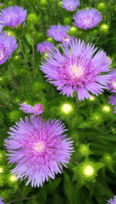 Stokesia  #1