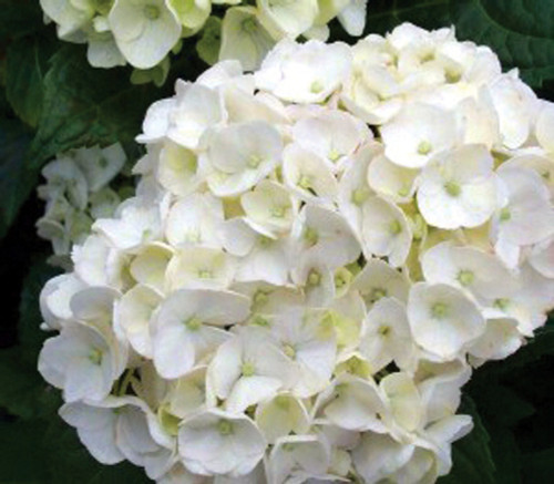 Hydrangea 'Sister Theresa' #3