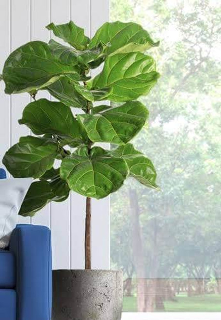 FIDDLE LEAF FIG STANDARD 69.99