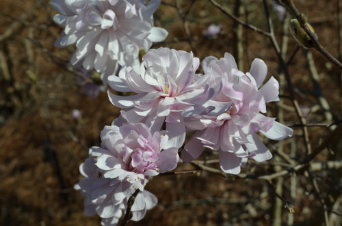 Saucer Magnolia 'Centennial' 3 Gallon
