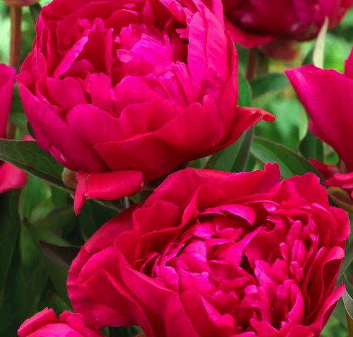 PEONY KARL ROSENFELD #2