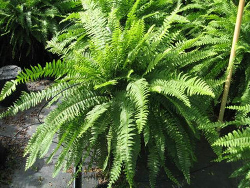 Boston Fern Premium 10 Inch Hanging Basket