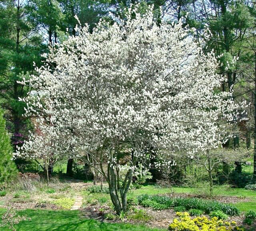 Serviceberry native #2