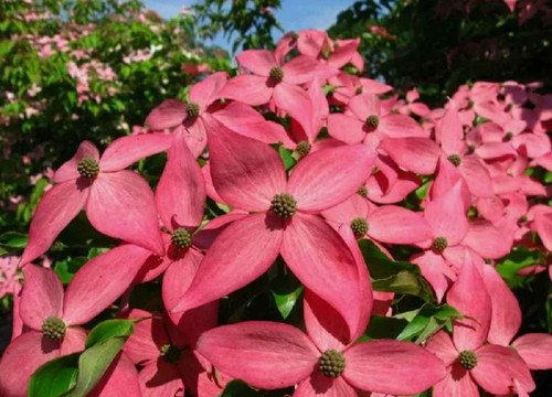 Dogwood  Scarlet Fire®  #1