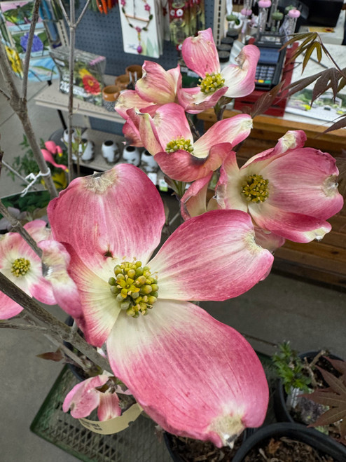 Dogwood HEART THROB #1