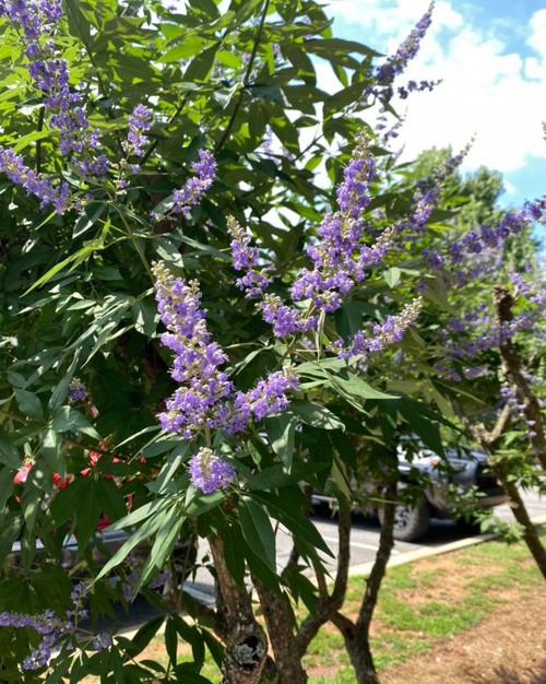 VITEX #7