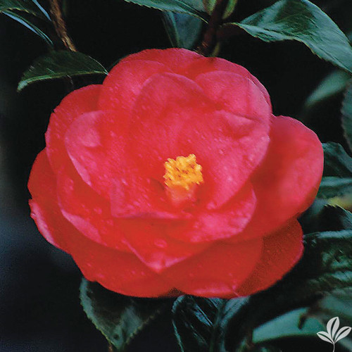 Camellia FLAME #1