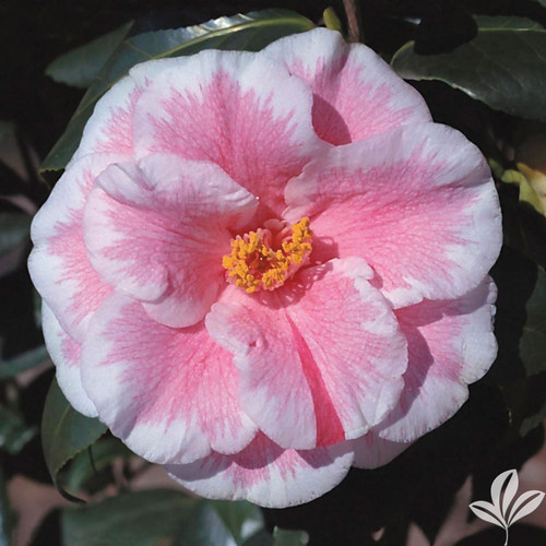 Camellia Lady Vansittart #1