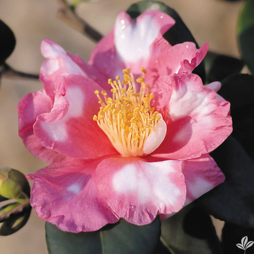 Camellia CHARLEAN VARIEGATED #1
