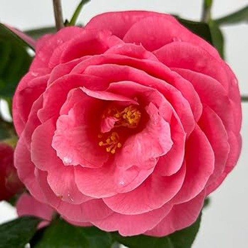 Camellia Jerry Hill #1