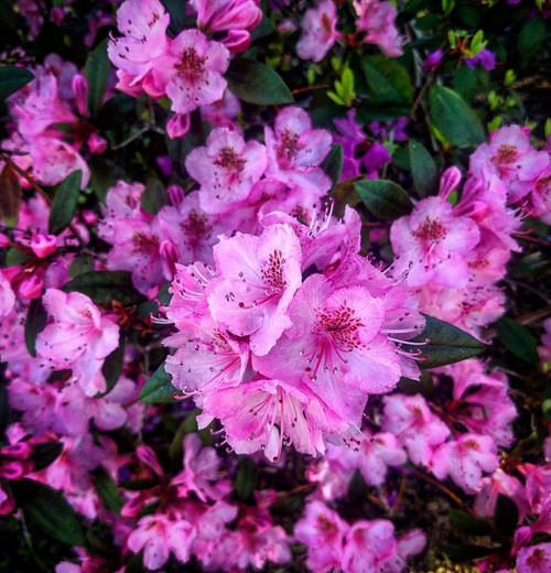 Rhododendron BUBBLEGUM  #2
