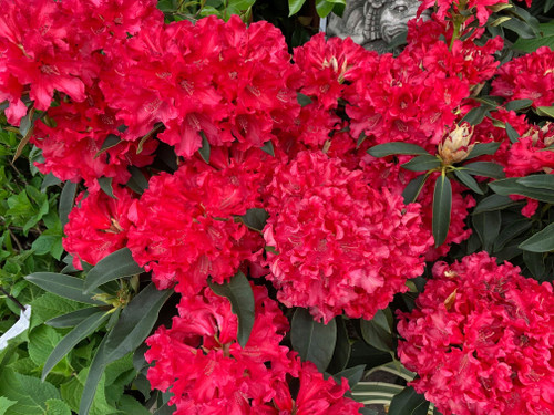 Rhododendron JEAN MARIE MONTAGUE #2