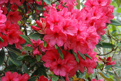 Rhododendron ANNA ROSE WHITNEY #5