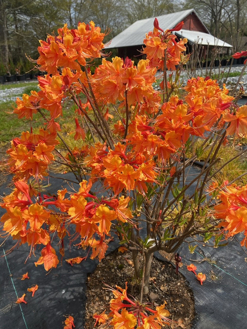 Azalea native DON'S VARIGATED  #3