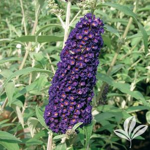 BUTTERFLY BUSH BLACK KNIGHT #1