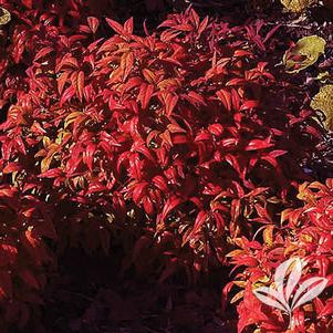NANDINA FIREPOWER #3
