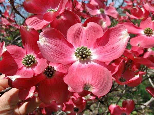 Dogwood 'Cherokee Chief'  #7