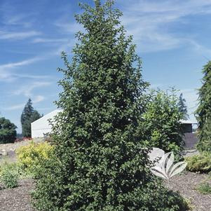 HOLLY DRAGON LADY #1