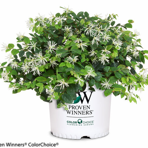 Loropetalum Jazz Hands® White #3