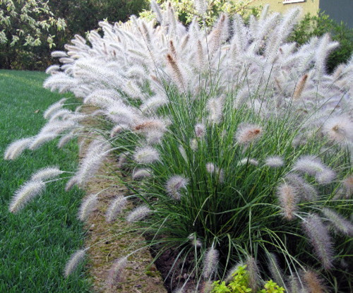 Grass Japanese Forest #1 - Cofer's Home & Garden