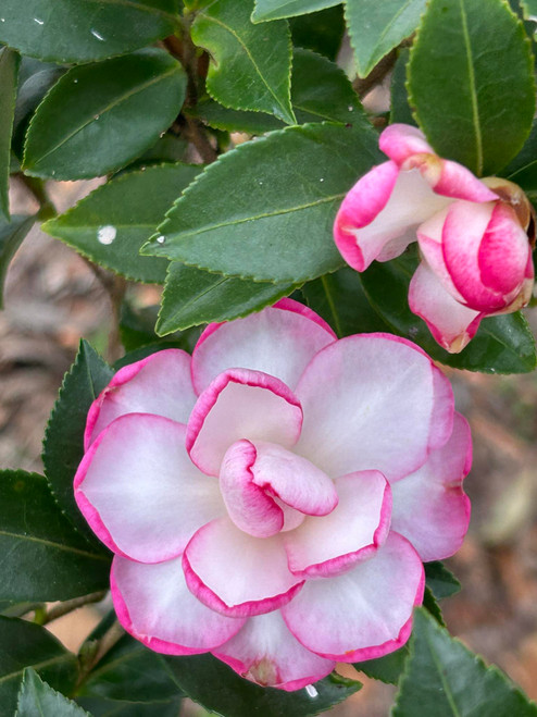 Camellia Leslie Ann #1