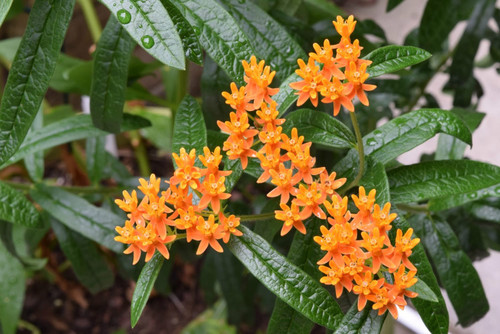 Asclepias tuberosa Butterfly Weed ABGL #1